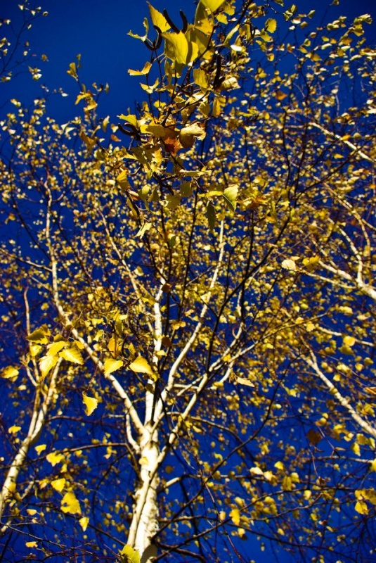 Русские берёзки, жёлтая листва