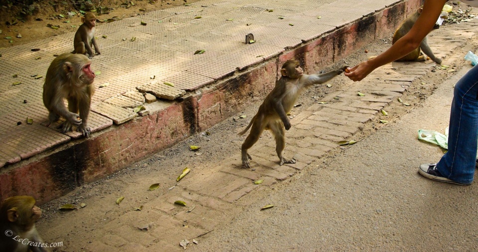 Индийские обезьянки-попрошайки