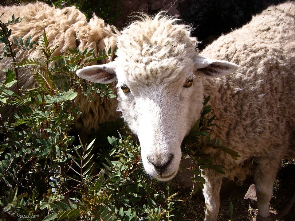 Перуанские овечки