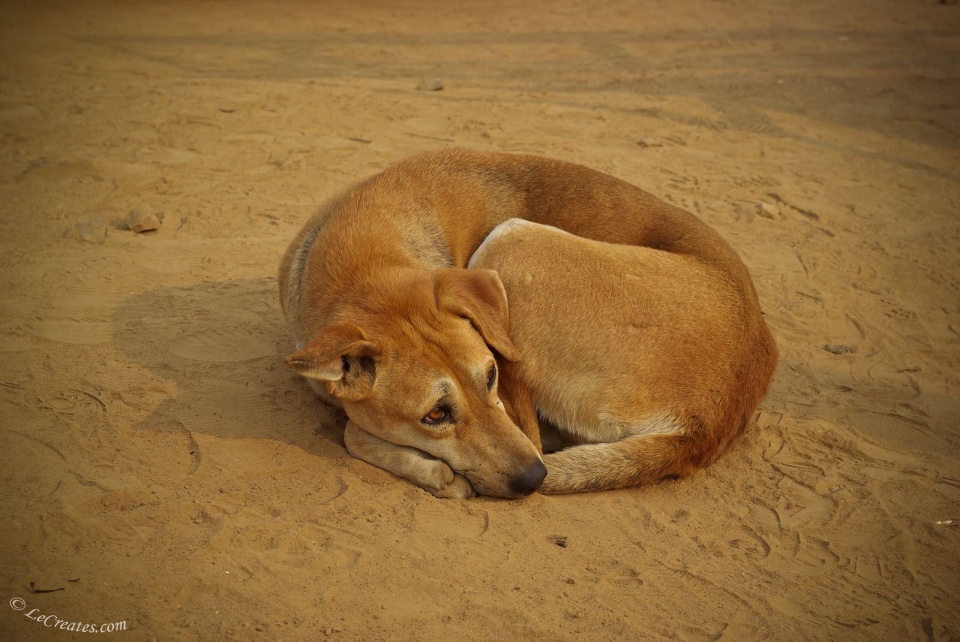 Худющие, жалостливые собаки Индии