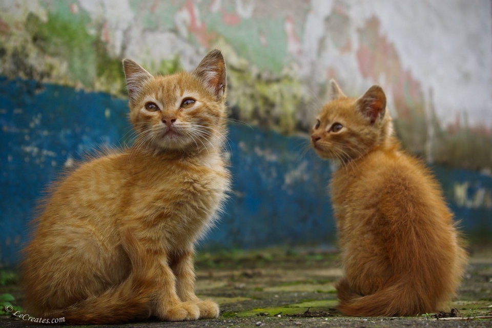 Венесуэльские котята