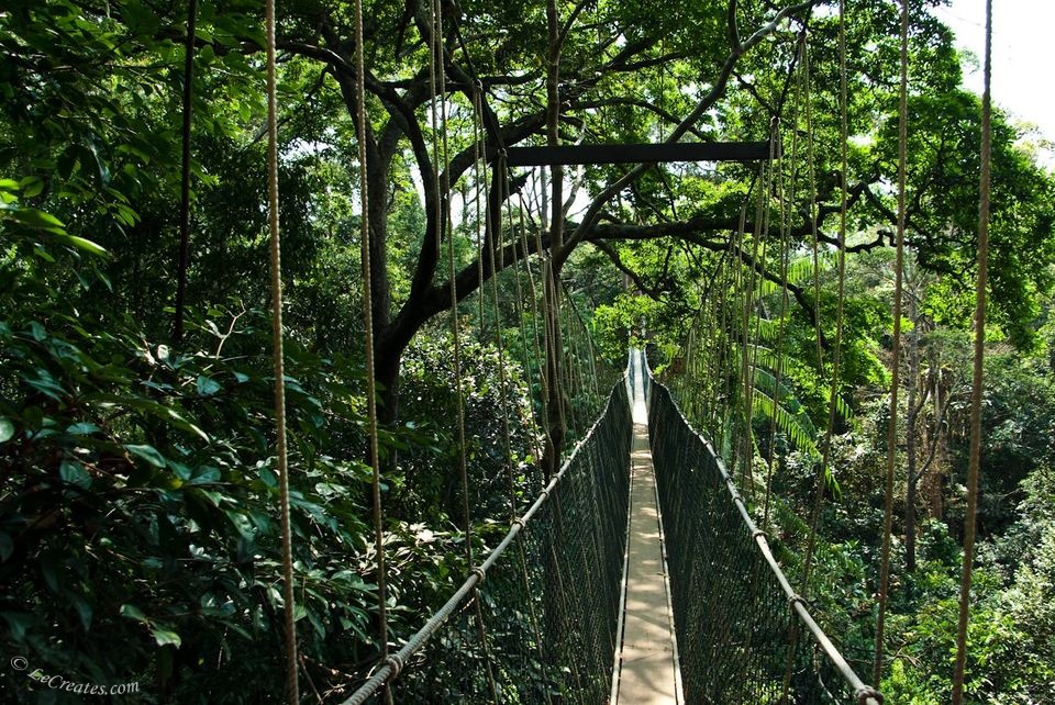 Канопи в малайском национальном парке Таман Негара