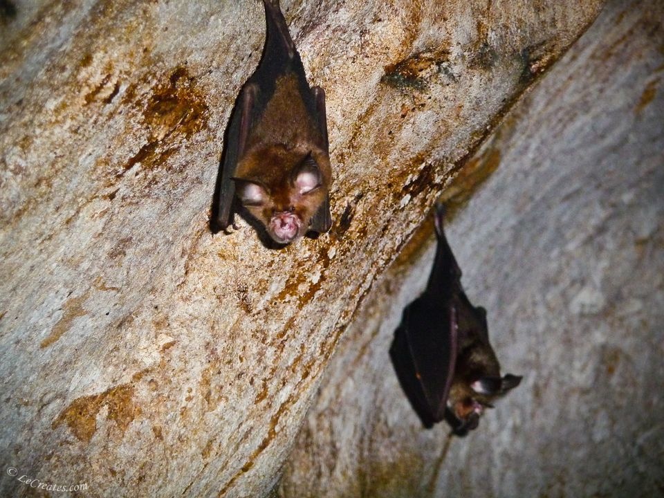 Летучие мыши в национальном парке Таман Негара в Малайзии