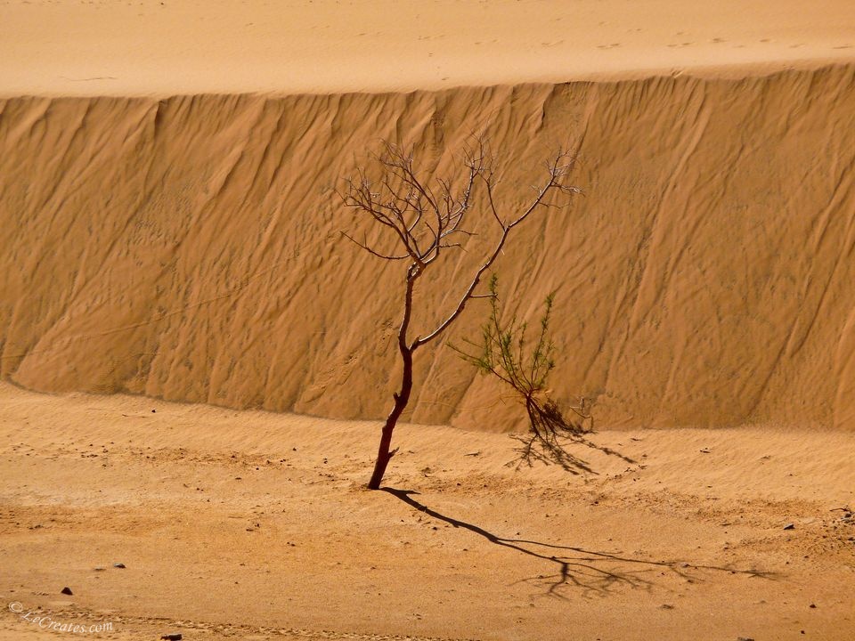 Дерево в Сахаре. Жизнь в пустыне