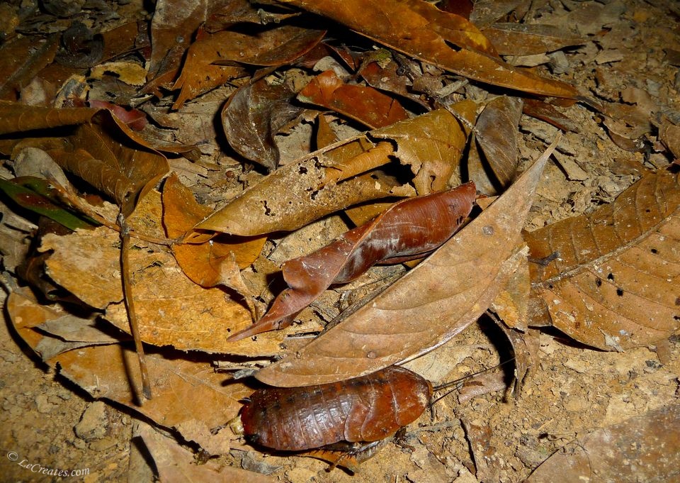 Большие коричневые жуки притворялись листьями, лишь бы их не заметили