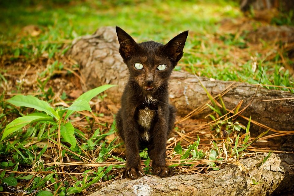 Малайский котёнок