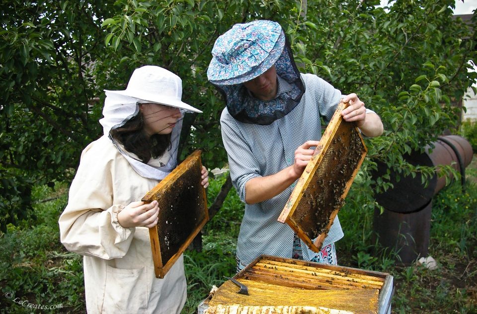 Пчеловоды